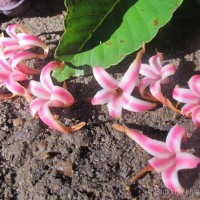 Dipterocarpus zeylanicus Thwaites